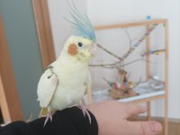 6-7 Aylık Evcil Erkek Sultan Papağanı Ve El Yapımı Kafes