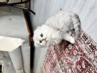 Orjinal En Tatlı British Longhair Bebekler