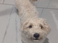 Maltese Kızım İçin