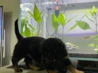 Dachshund Ve Maltipoo Melezi Yavru Bebek