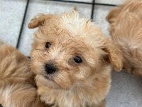 Sevimli Maltipoo Yavrularımız Yeni Ailelerini Bekliyor