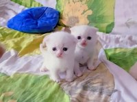 Scottish fold ve scottish straight kardeşler