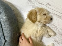 3 Aylık Maltipoo Köpeği