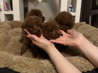 Teslime Hazır Orjinal Toy Poodle