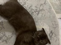 Scottish Fold Brown Erkek