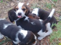 Şampiyon soyundan beagle yavrular