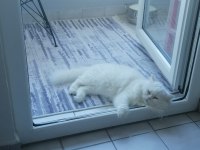 Chinchilla erkek kedimize dişi kedi arıyoruz