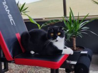 Scottish Fold Kardeşlere Yuva Arıyorum Birlikte Ya Da Ayrı