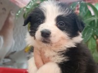 Akıllı çocuk border collie yavrular