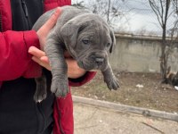 Ab kalite cane corso bebekler yeni yuvalarını arıyorlar