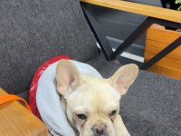 7 Aylık Dişi French Bulldog