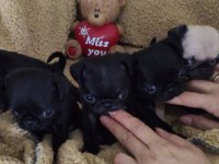 Orjinal Safkan A+ Kalite Pug Mops Yavrular