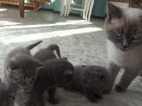 Masmavi Gözlü Minik Mucize Kediler