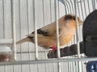 Hazır Çift 1 Yaşında Kanarya