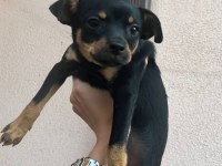 7 aylık dişi minyatür pinscher (pinçır) – kaçırılmayacak