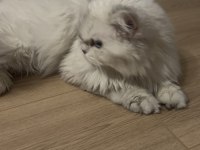 Oyuncu British Longhair Yavrumuz Cakır