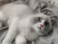 Mavi Gözlü Safkan Erkek Ragdoll Yavrusu