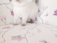 Bal küpü kar topu scottish fold bebekler