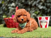 Orjinal Toy Poodle Yavruları