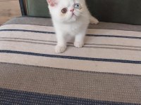 Old eyes 2 aylık erkek yavru kedimiz