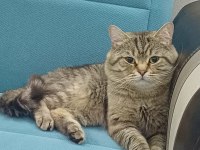 Ücretsiz sahiplendirme kedimiz