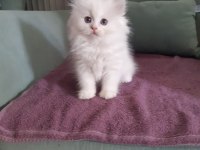 British Longhair Kedilerimiz