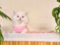 Erkek British Longhair Oyun Hamuru