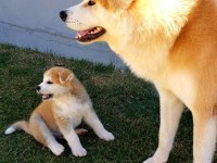 Japon akita inu yavruları