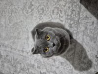 Scottish fold kedimiz