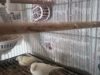 Yarı tepeli çift kanarya