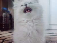 British Longhair 65 Günlük Yavrular