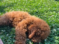 Sahiplendirme Poodle Köpeğimiz Yuva Arıyoruz