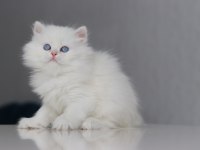 Full Şecereli Teslime Hazır Dişi British Longhair