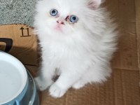 Teslime Hazır 50 Günlük Erkek Chinchilla Yavrular