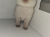 British Shorthair Patiler