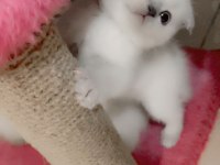 Scottish fold 2,5 aylık dişi