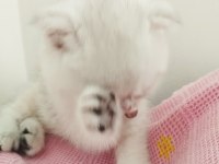 60 Günlük Scottish Fold Bebiş