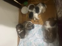 Shih Tzu Bebeklerim 4 Erkek Ve 1 Dişi