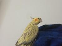 Sultan Papağanı 5-6 Aylık