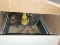 Takım halinde sultan papağanı ailesi sahiplendirilecektir