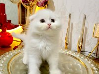 Kar Beyaz Scottish Fold Yavrularımız