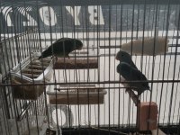 Yavru forpus papağanlar