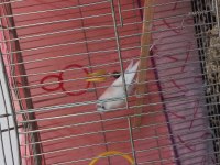 Çift muhabbet kuşumuz