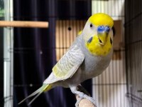 Çocuklar bile eğitebilir muhabbet kuşu