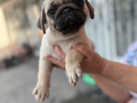 Pug Mops Yavru Köpekler