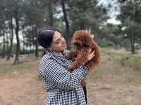 6 Aylık Yavru Erkek Poodle