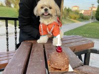 Köpeğimize Gerçekten İnsan Gibi Sevecek Sıcak Bir Yuva Arıyoruz