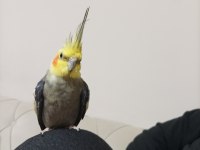 Tecrübeli Eş Sultan Papağanı Takım