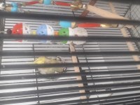 2 Adet Sultan Papağanı