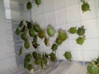 Yavru su kaplumbağası